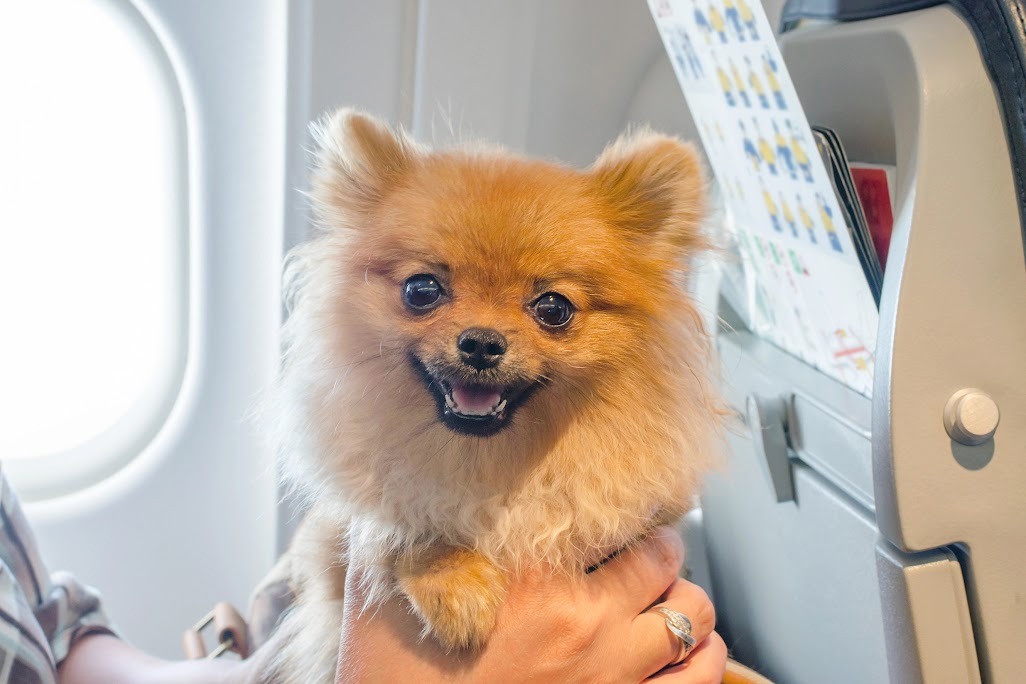 Gửi Chó Bằng Máy Bay Bắc Nam Nhanh Chóng - Pet Đi Xe