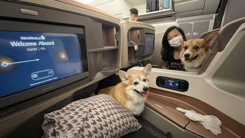 Gửi Chó Bằng Máy Bay Bắc Nam Nhanh Chóng - Pet Đi Xe