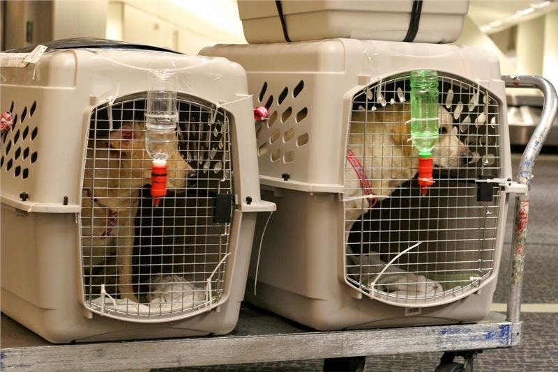 Gửi Chó Bằng Máy Bay Bắc Nam Nhanh Chóng - Pet Đi Xe